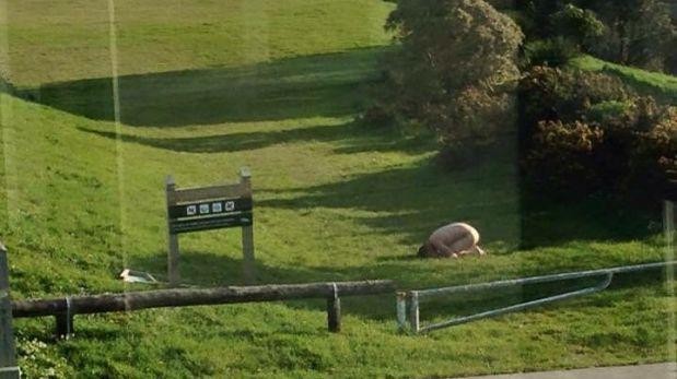 Nueva Zelanda: la extraña moda de posar desnudos en pose de pollo | Curiosidades