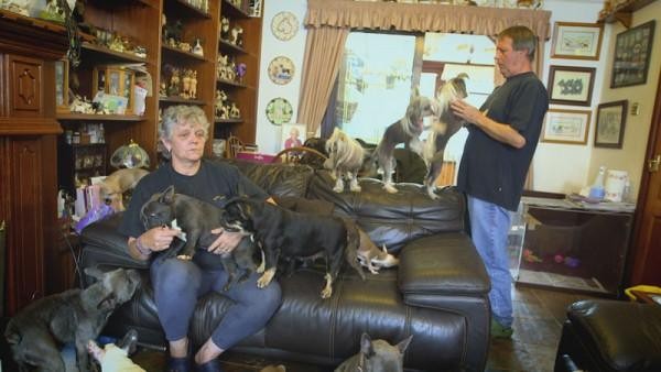 La pareja de jubilados que vive con 41 perros en su casa | Curiosidades