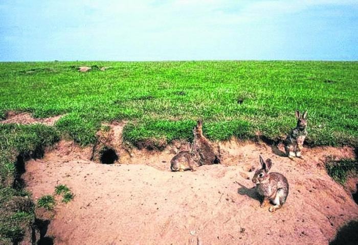 Alarma por invasión de conejos europeos en Neuquén | Actualidad