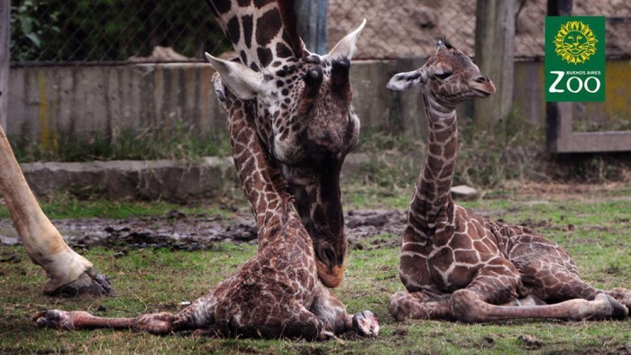 Murió "Esperanza", una de las jirafas nacidas hace 13 días en el zoo porteño | Actualidad