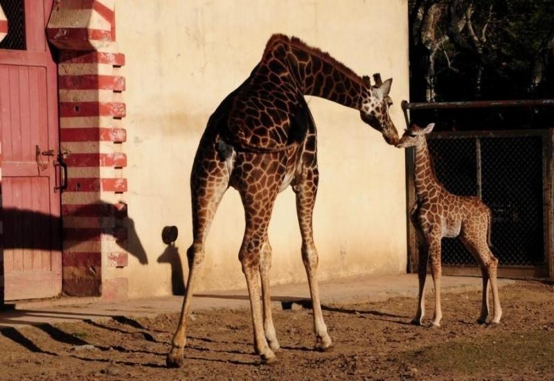 Acusan al zoo porteño por la muerte de una jirafa bebé | Actualidad