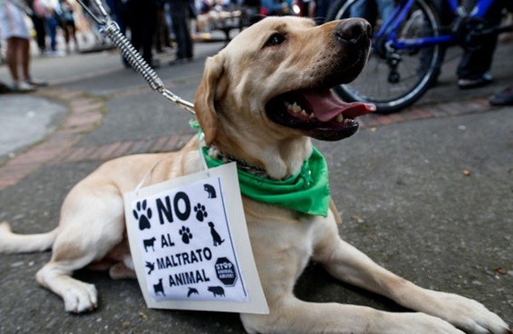 Proponen crear un registro único de maltratadores de animales | Actualidad