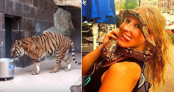 Mujer borracha ingresó a la jaula de un tigre para acariciarlo y terminó mordida | Curiosidades