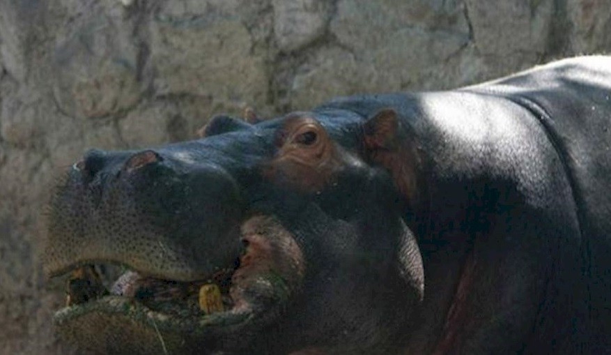 Encontraron una pelota de tenis en el estómago del hipopótamo del zoo de Mendoza | Actualidad