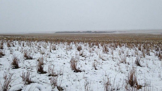 #EsViral: ¿dónde están las ovejas? | Curiosidades