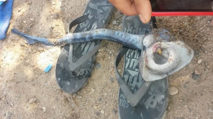 Encuentran una extraña especie marina en un balneario de Neuquén | Curiosidades