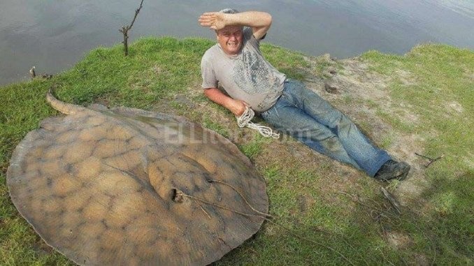 Santa Fe: pescaron una raya de 120 kilos | Curiosidades