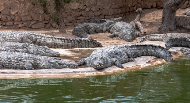 Indonesia planea construir una cárcel custodiada por cocodrilos | Curiosidades