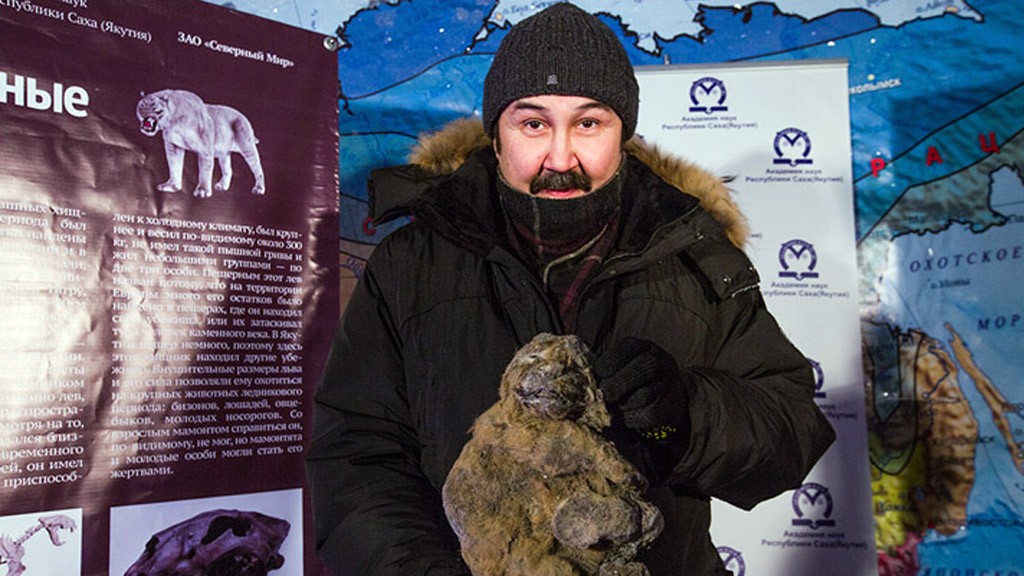 Hallaron dos cachorros de "león de las cavernas" | Curiosidades
