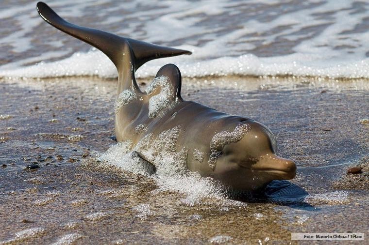 Rescataron a un delfín recién nacido que quedó encallado en una playa de Viedma | Actualidad