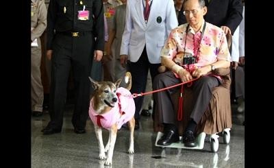 Tailandés podría enfrentarse a 37 años de cárcel por burlarse de la perra del rey | Curiosidades