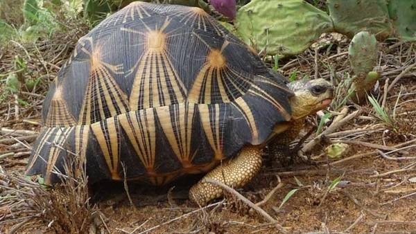 La tortuga más linda del mundo, en peligro de extinción | Curiosidades