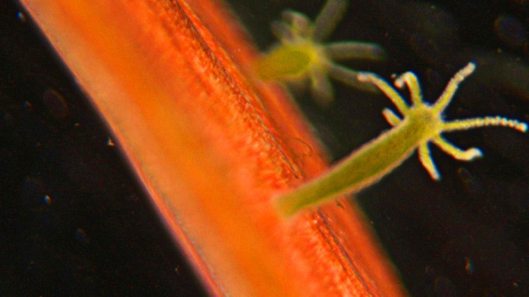 La hidra y el secreto de la inmortalidad | Internacionales