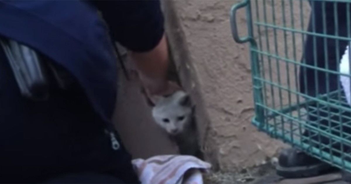 El increíble rescate de un gato atrapado entre dos paredes | Curiosidades