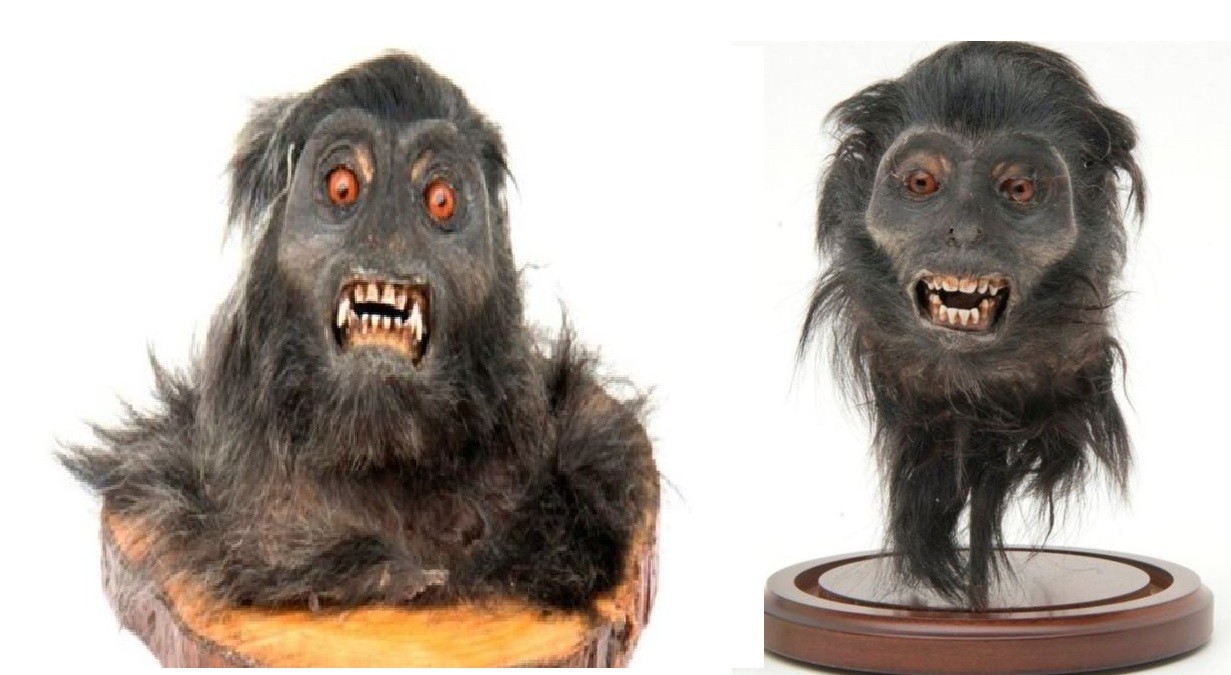 Condenaron a George Bush por el comercio ilegal de cabezas de monos | Internacionales