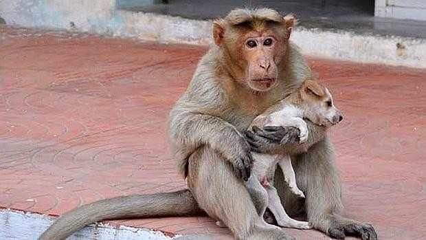 La tierna historia del mono indio que adoptó un perrito abandonado | Curiosidades