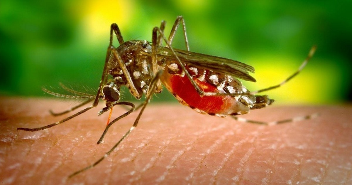 Analizan un posible caso del virus zika en la Argentina | Actualidad