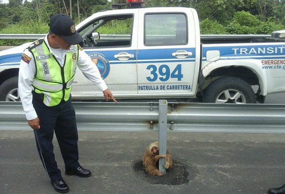#EsViral:  El tierno oso perezoso que paraliza el tráfico en Ecuador | Curiosidades