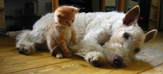 Los perros sienten cinco veces más amor por sus dueños que los gatos | Curiosidades