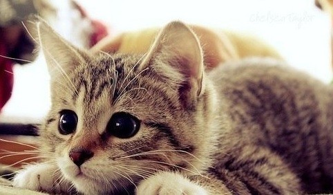 El humo de cigarrillo puede provocarle cáncer y sobrepreso a mascotas | Curiosidades