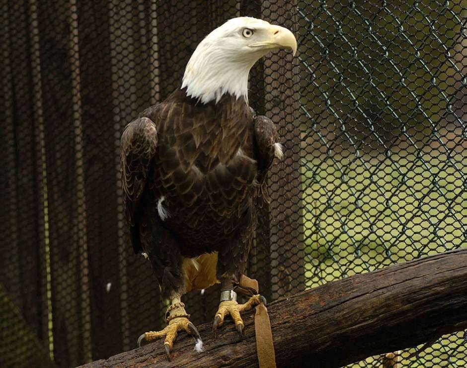 Holanda: La policía entrena a águilas para abatir drones | Internacionales