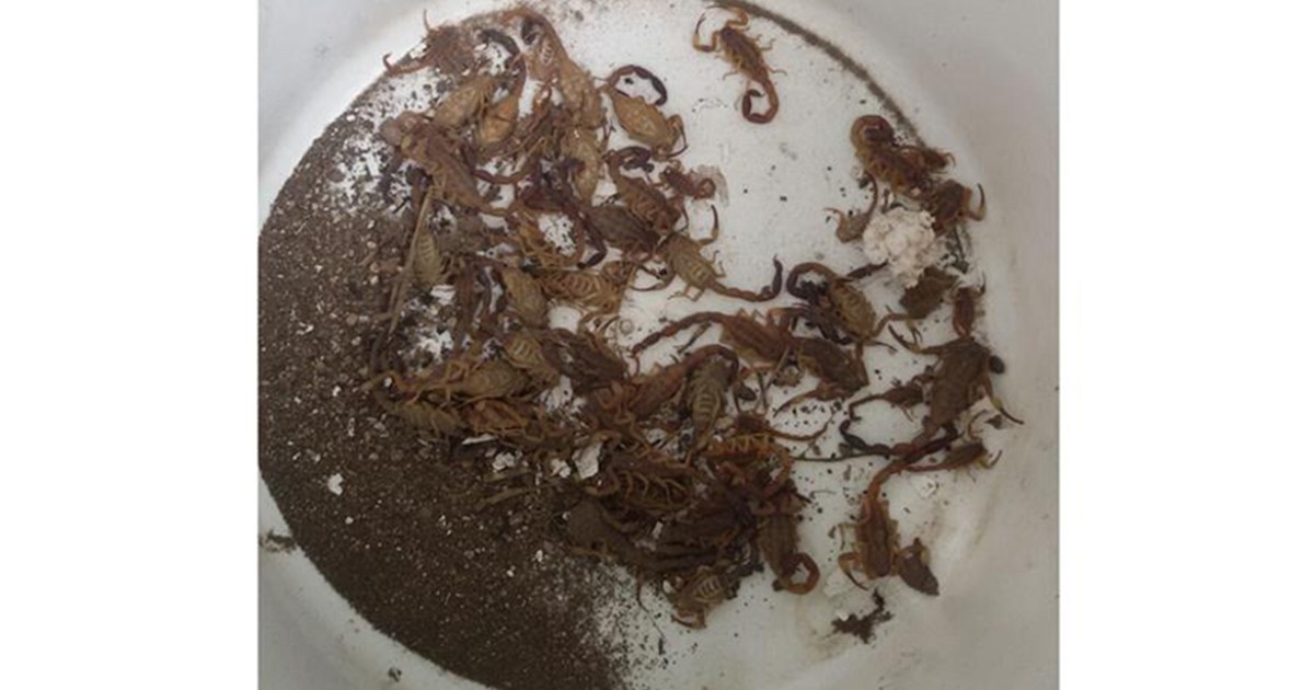 Córdoba: una mujer vivía con 40 alacranes en su casa | Actualidad