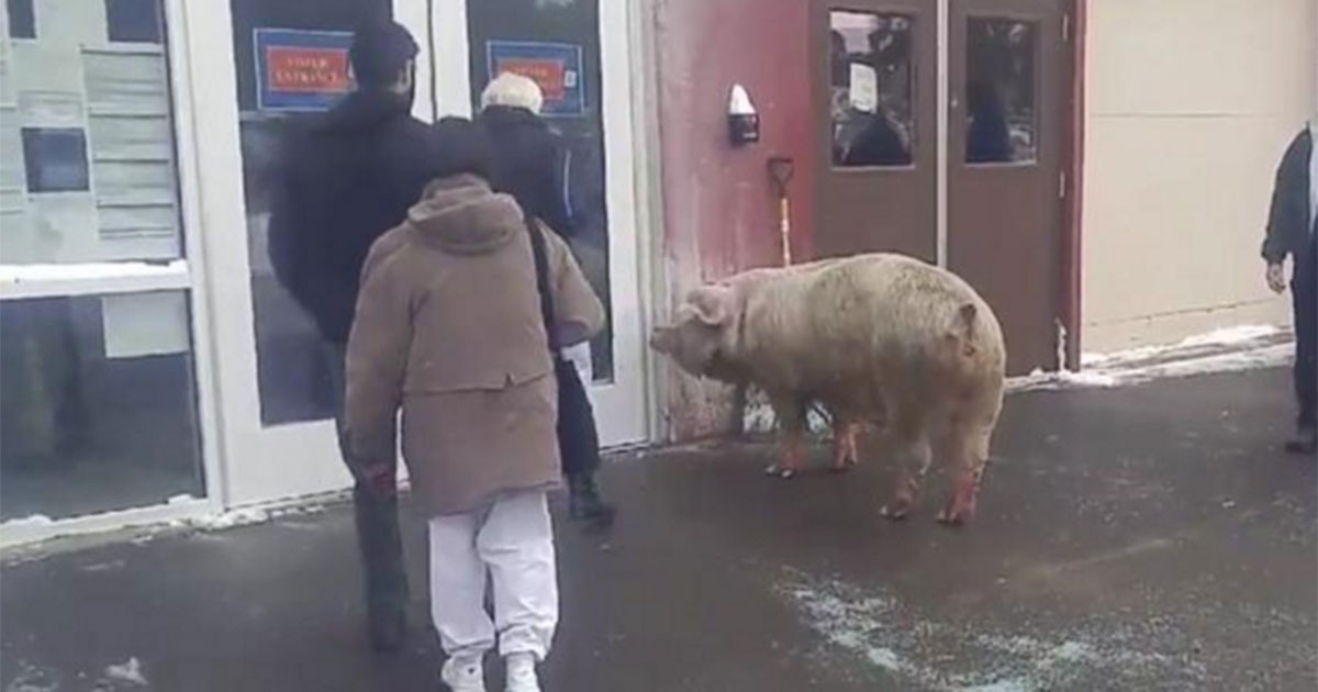 New Hampshire: un cerdo se escapó de una granja y quiso ir a votar | Internacionales