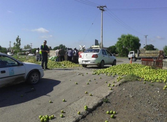 Productores de Río Negro tiran a la calle 100 mil kilos de peras de exportación | Actualidad