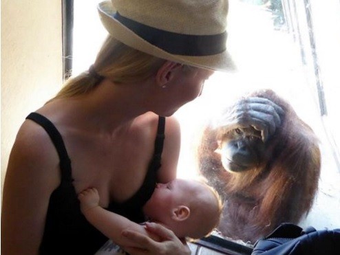 Orangutana se queda embobada ante una madre que amamanta a su hijo | Curiosidades