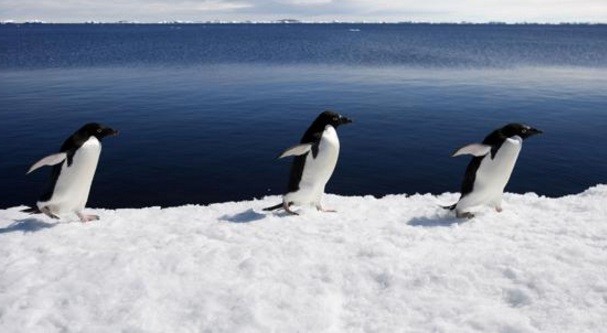 Un iceberg gigante mató a 150.000 pingüinos en la Antártida | Internacionales