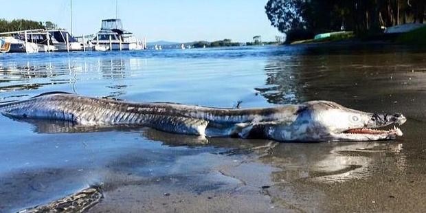 Apareció un extraño "monstruo marino" en Australia | Curiosidades