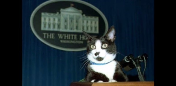 Por qué hoy se celebra el Día Internacional del Gato | Curiosidades