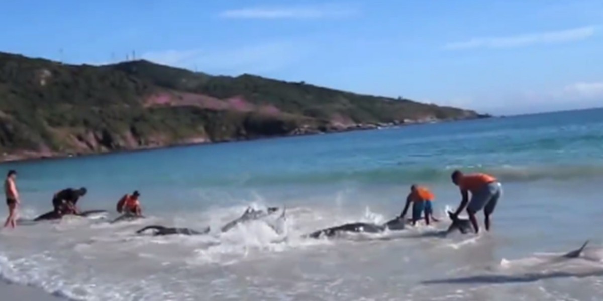 El emotivo rescate de delfines que quedaron varados en una playa de Brasil | Internacionales