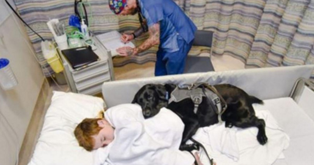 Mahe, el perro que cuida a un niño autista en la cama de un hospital | Internacionales