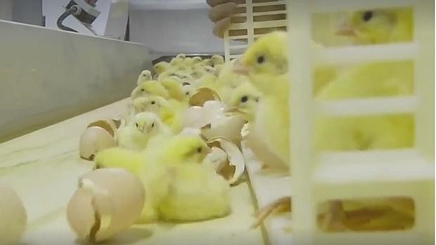 Video estremecedor: el maltrato que sufren los pollitos camino a su muerte | Curiosidades