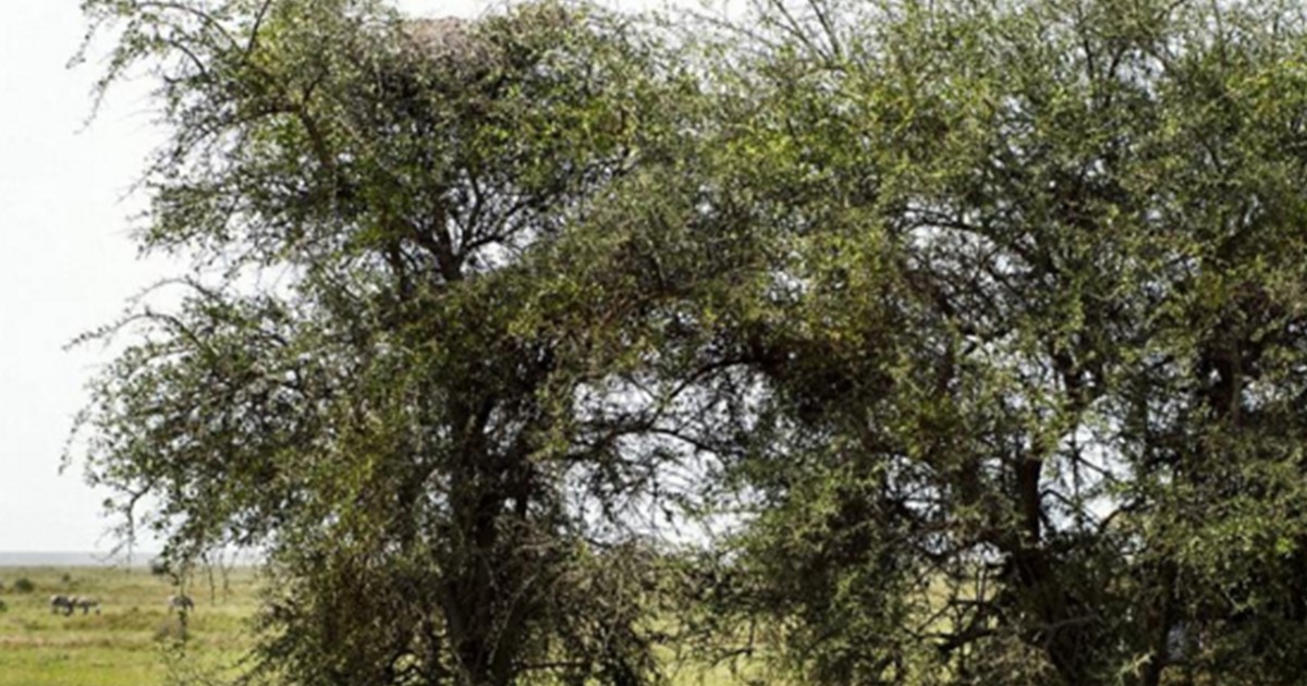 #EsViral: ¿podés encontrar al leopardo escondido? | Redes