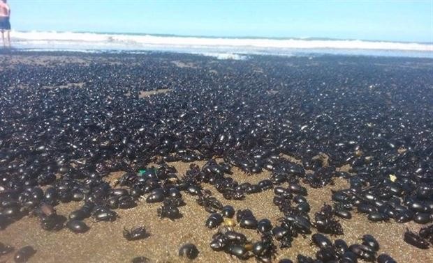 Invasión de escarabajos en las playas de Mar de AJó | Actualidad