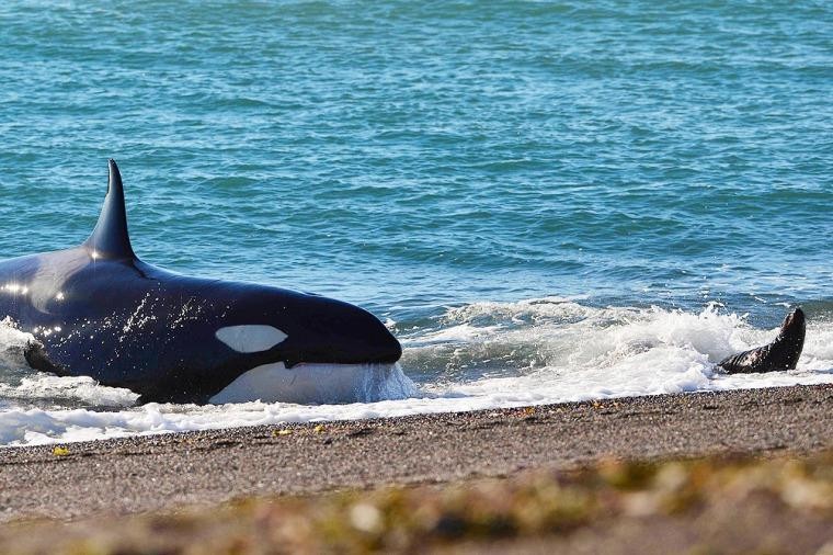 Comenzó la temporada de orcas en Punta Norte | Actualidad