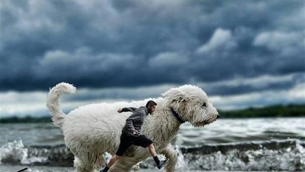 La nueva sensación de Instagram: "El perro gigante" | Redes