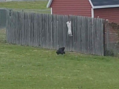 #EsViral La fuga del gato | Redes