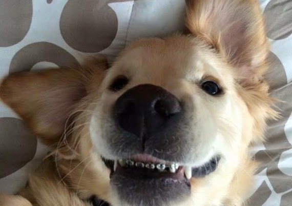 El extraño caso del perro que tiene que usar brackets en los dientes | Curiosidades