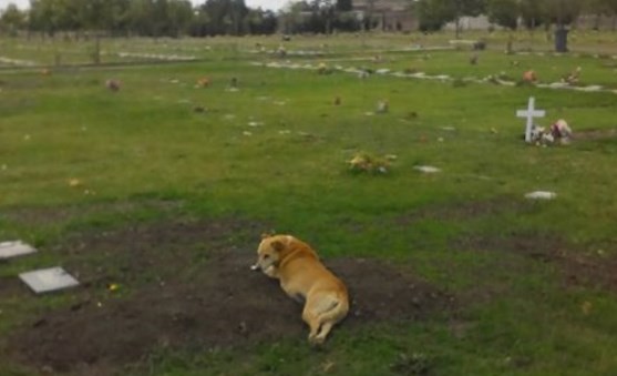 Un perro se acuesta sobre la tumba de su dueño y conmovió a los usuarios de Facebook | Redes