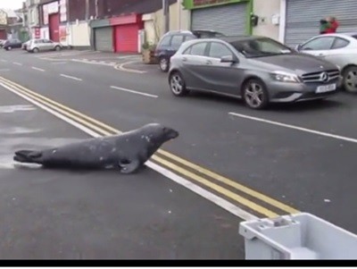 #EsViral La foca en el restaurante | Redes