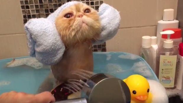 Video: la fórmula perfecta para bañar a un gato | Curiosidades