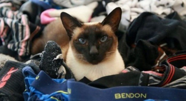 La historia de la gata que robaba ropa interior de hombre en Nueva Zelanda | Curiosidades