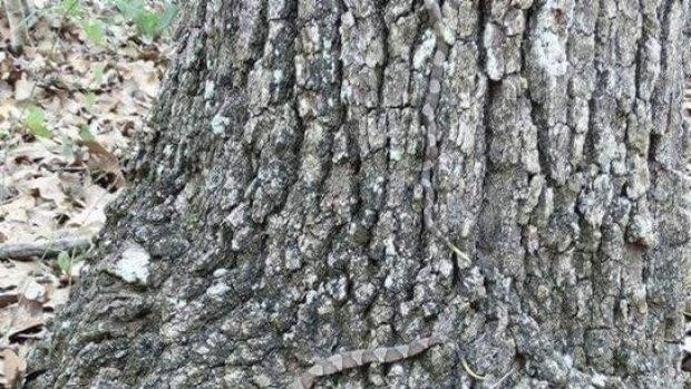 Nuevo viral: ¿podés encontrar al animal escondido en este árbol? | Redes