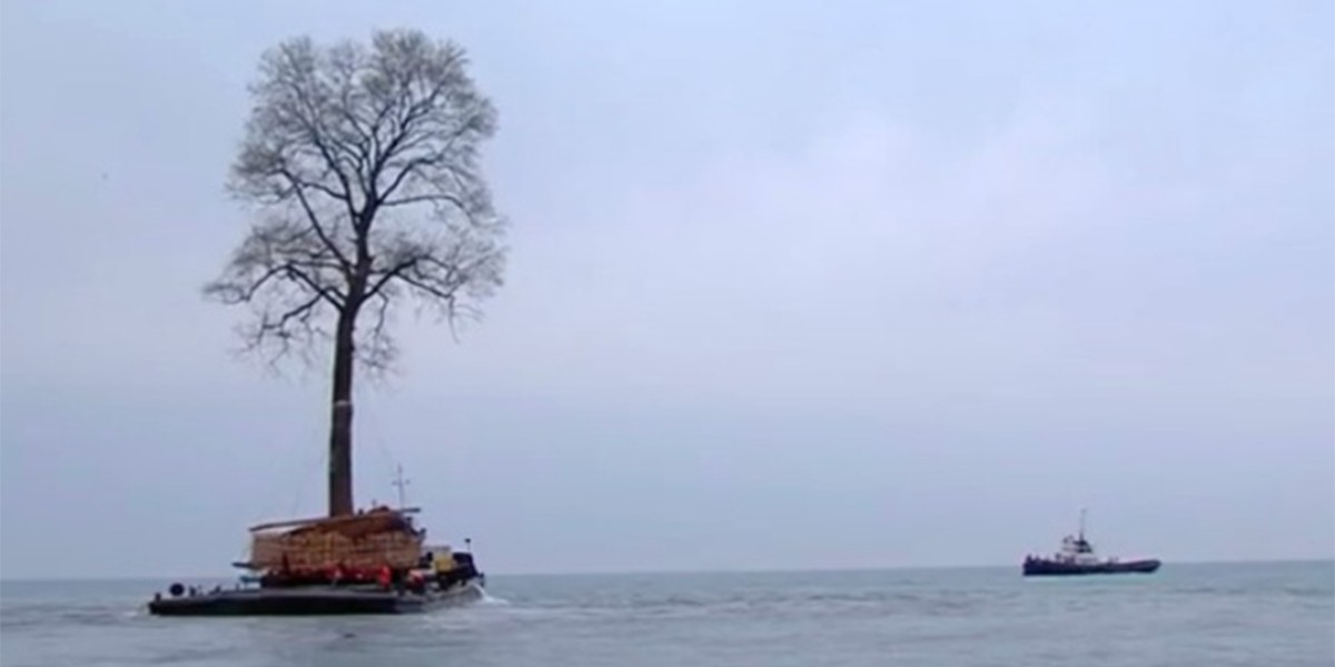 #EsViral: el enorme árbol que “nada” en el Mar Negro | Redes