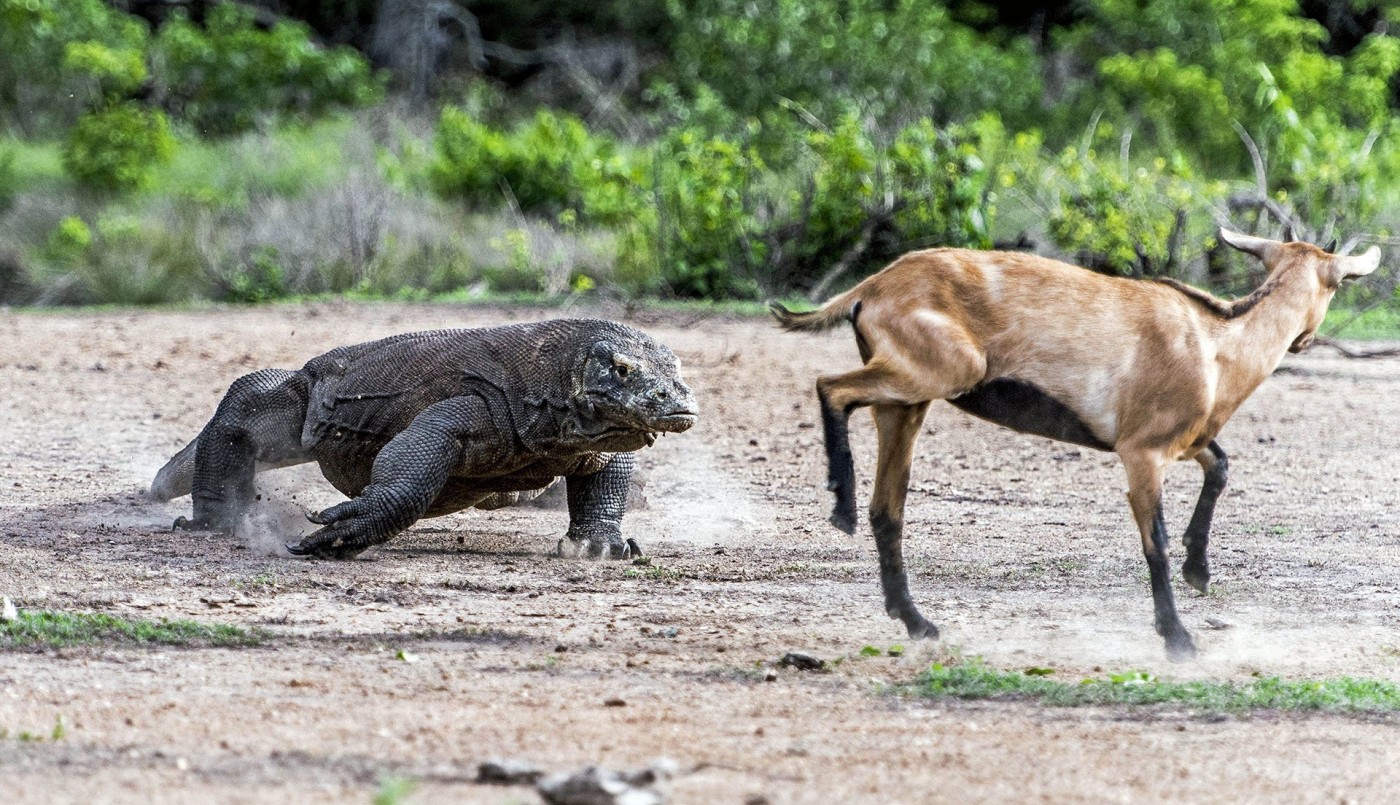 Fotos impactantes: asì cazan dos dragones de komodo a una cabra | Curiosidades