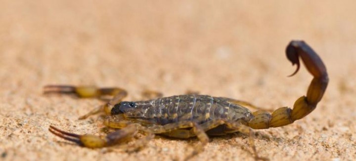 Santa Fe: murió un nene de 3 años que fue picado por un alacrán | Actualidad
