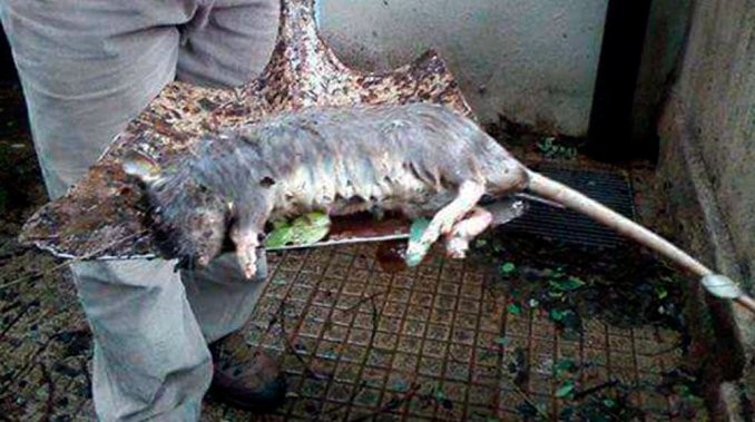 Apareció una rata gigante en Paraná | Actualidad